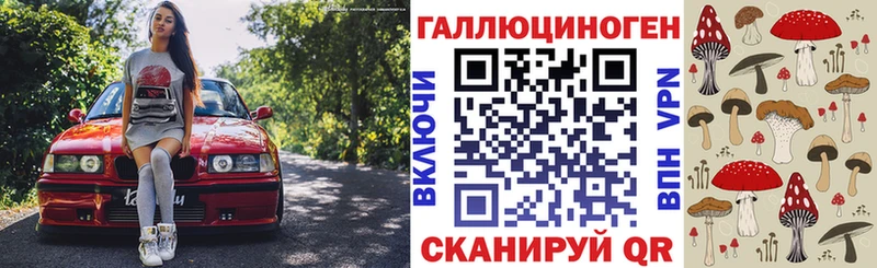как найти   Карачаевск  Галлюциногенные грибы Psilocybe 